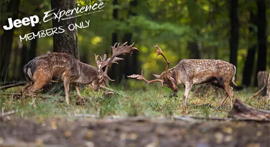 Jeep Tour Rutting fallow deer • Baden-Württemberg