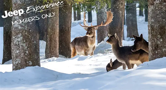 Jeep Tour Rutting fallow deer • North Rhine-Westfalia