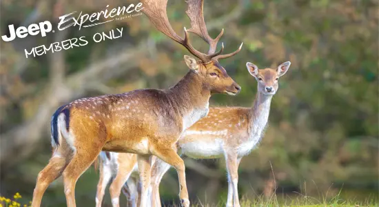 Jeep Tour Rutting fallow deer • Saxony