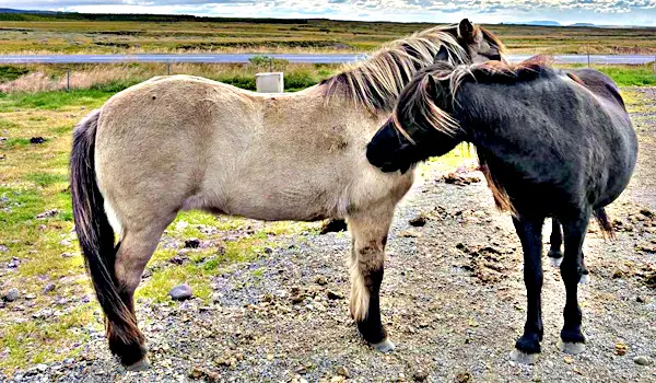 29.08.-03.09.2026 - Iceland Expedition